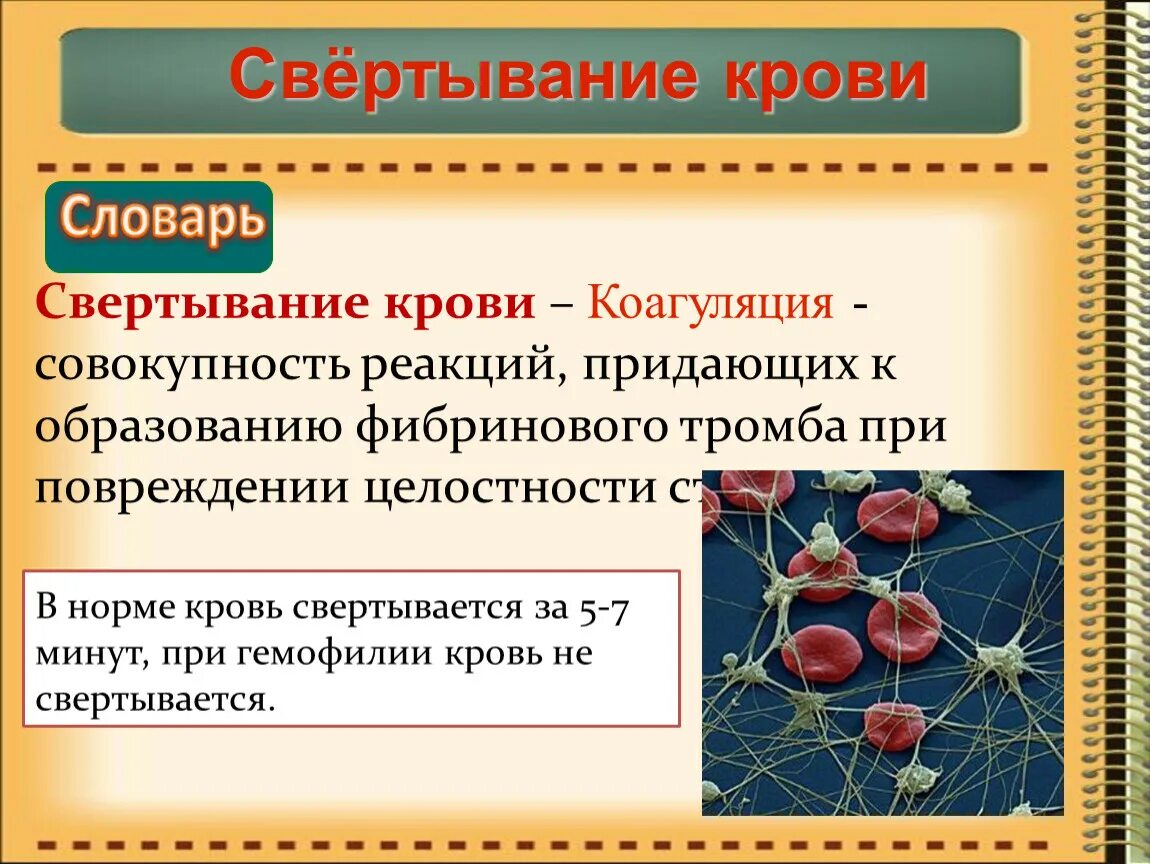 Функция свертывания крови выполняют. Свертывание крови кратко. Процесс свертывания крови кратко. Как происходит свертывание крови.