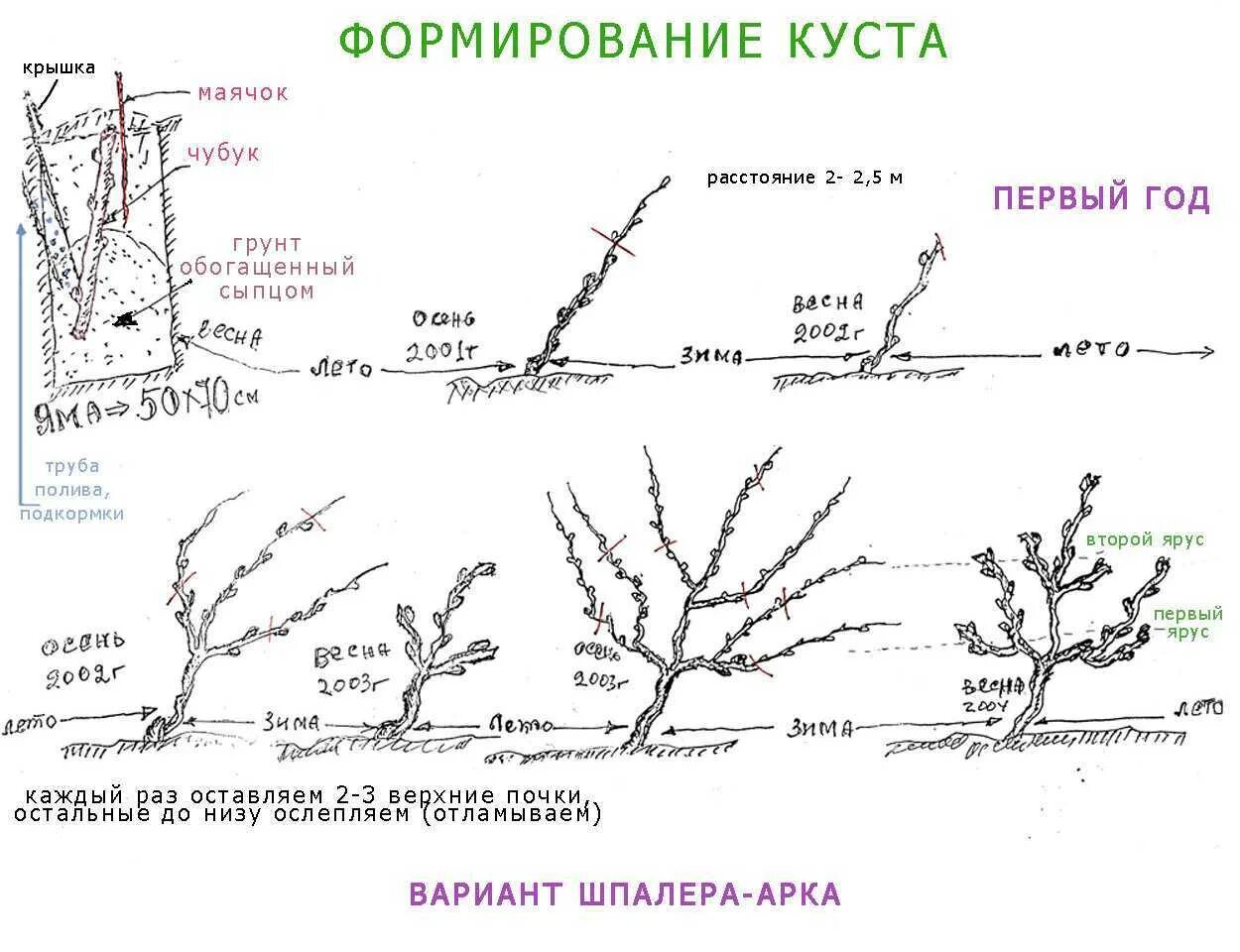 Схемы формировки куста винограда. Схема формировки виноградного куста. Обрезать виноград весной схема. Схема правильной обрезки винограда.