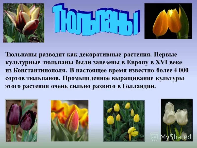 Тюльпан текс. Описание тюльпана. Информация о тюльпане. Доклад про тюльпан. Сообщение о тюльпане.
