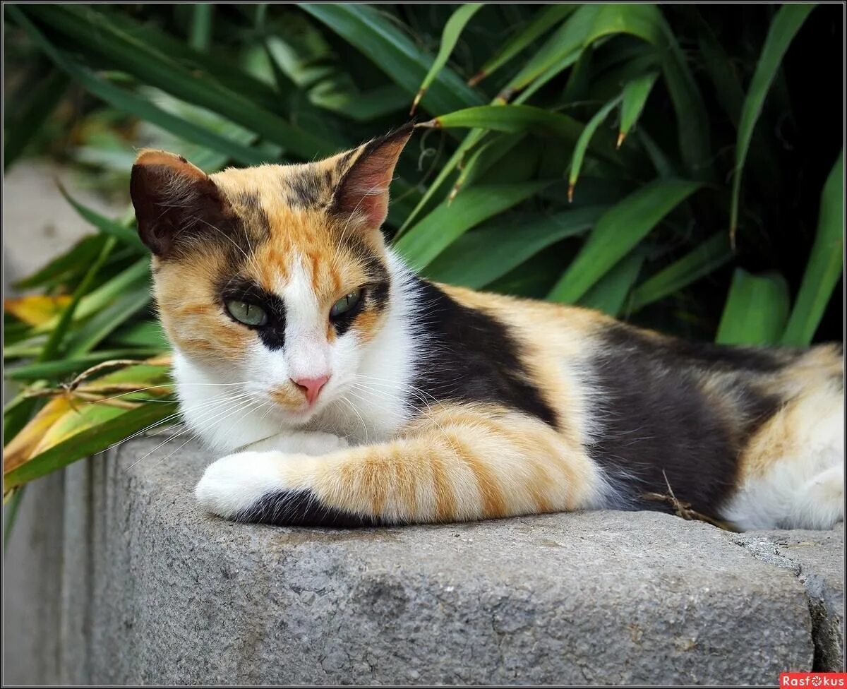 Сибирская кошка трехцветная короткошерстная. Эгейская кошка трехцветная. Эгейская черепаховая кошка. Трехшерстная кошка Калико. Трехцветная кошечка