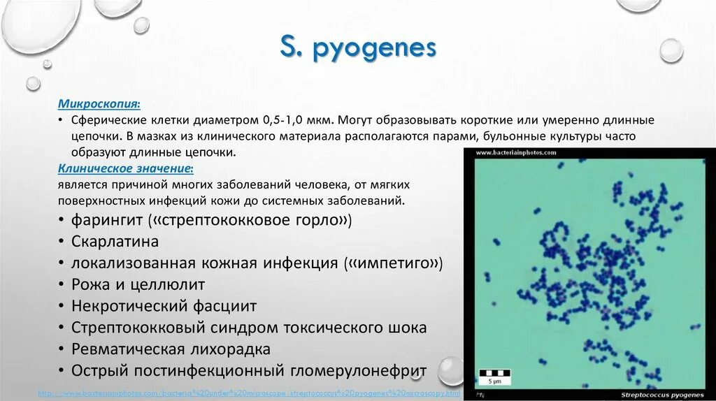 Стрептококки схема. Стрептококки отзывы. Стрептококки 5 класс биология. Стрептококк строение. Анаэробные стрептококки.