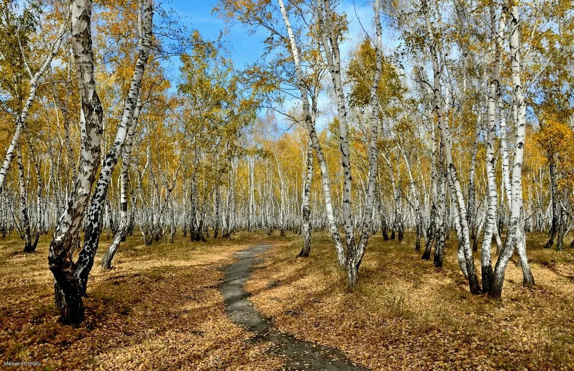 Тургенев в березовой роще. Берёзовая роща Красноуфимск. Березовая роща осенью. Берёзовая роща Красноуфимск осенью. Березовая роща осень.