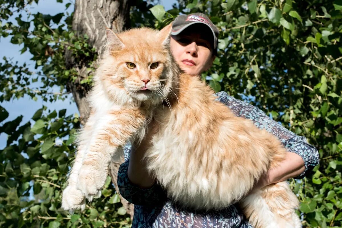 Мейн-кун. Кошка Мейн кун. Большие коты Мейн кун. Гигантский кот Мейн кун. Породы больших кошек фото
