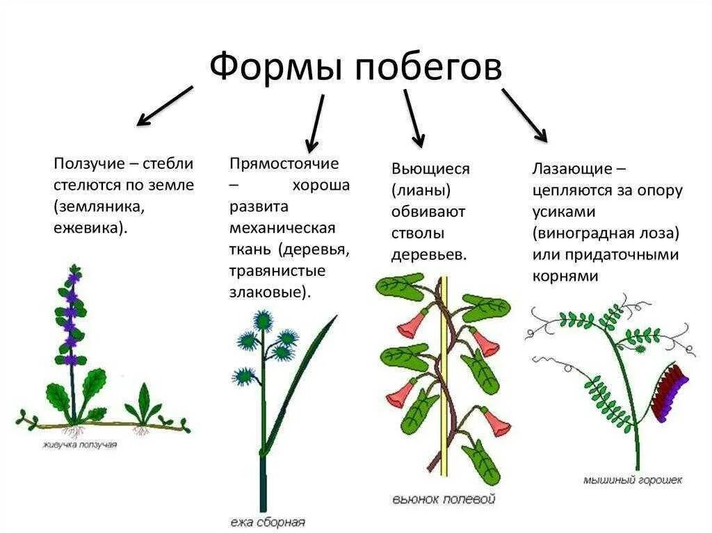 Два типа побегов. Типы стеблей схема. Растения с ползучими побегами. Стебли прямостоячие вьющиеся лазающие ползучие. Строение стебля. Многообразие стеблей.