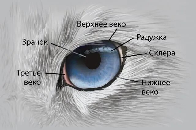 Мигательная перепонка (третье веко). Третье веко , мигательная перепонка у кошек. Строение глаза кота третье веко. Строение глаза собаки третье веко.