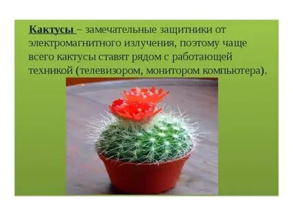 Растения поглощающие излучения
