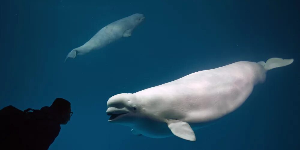 К какой группе обитателей океана относятся белухи. Дельфин Белуха. Кит Белуха. Кашалот Белуха. Белуха Северного Ледовитого океана.