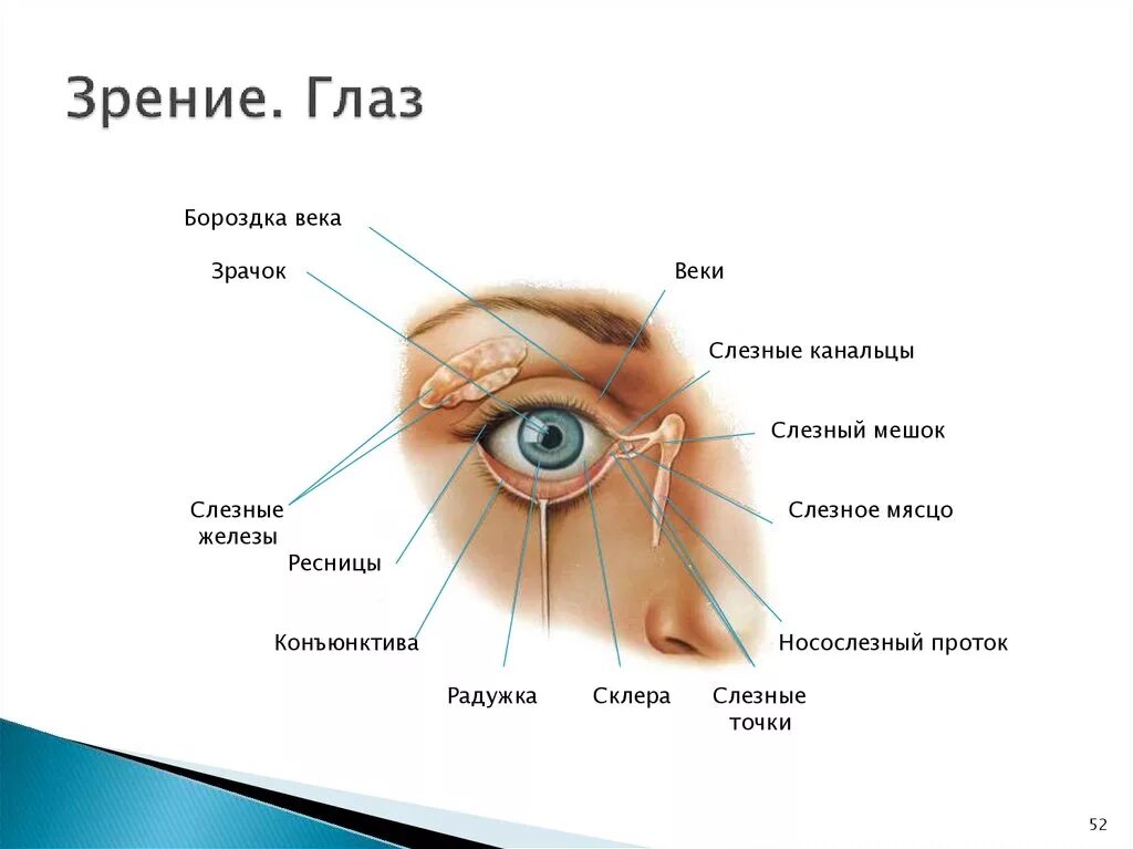 Строение глаза слезное мясцо. Строение глаза конъюнктивальный мешок. Строение глаза нижнее веко. Строение глаза слезный мешок.