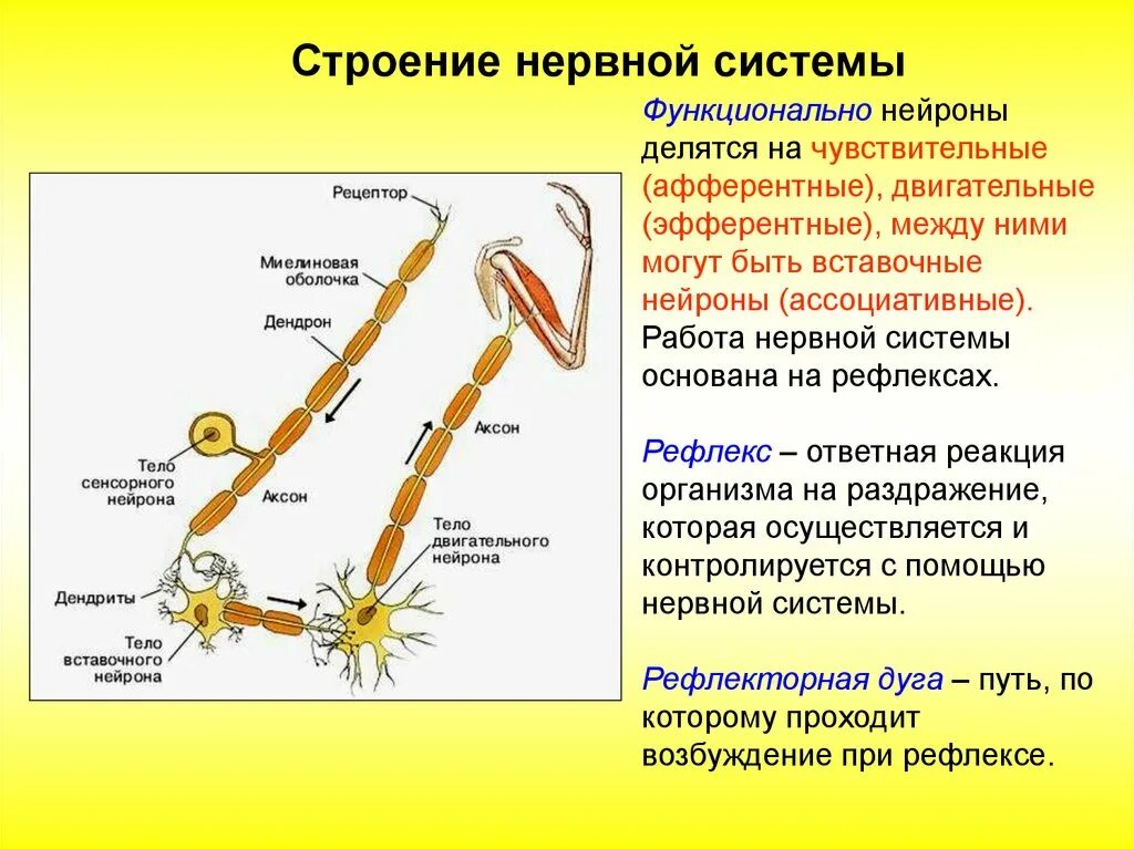 Вставочные Нейроны соматической нервной системы. Вставочный Нейрон функции. Вставочный Нейрон строение. Нервная система строение нейрона. Двигательные реакции организма