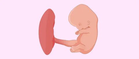 Embryon à 8 semaines de grossesse.