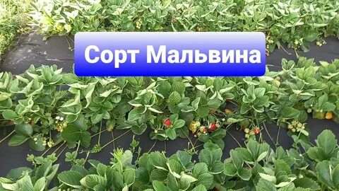 Урожайность мальвины клубники