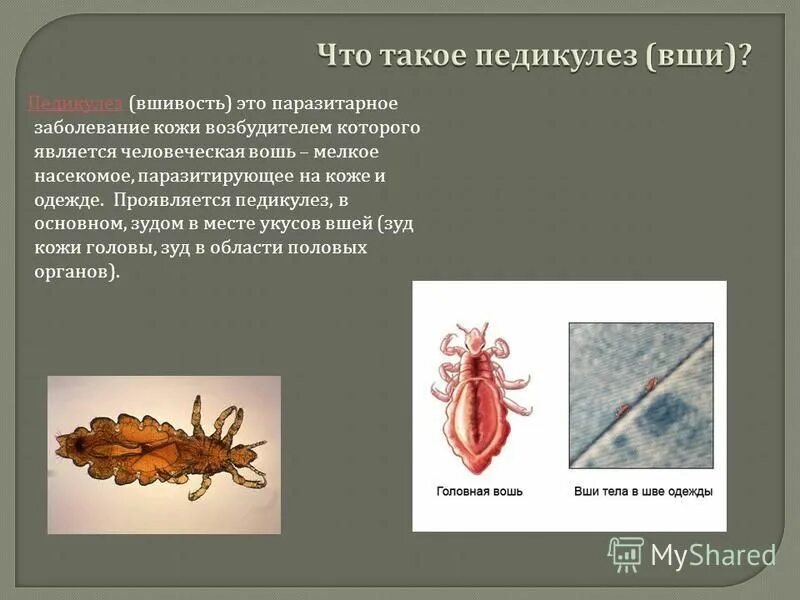 Насекомые переносчики инфекционных болезней. Насекомые переносчики заболеваний человека и животных. Возбудители педикулеза являются. Эпидемический сыпной тиф переносчик. Возбудители педикулеза являются.