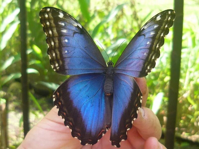 голубянка дивина. голубянка киана. голубой морфо (blue morpho). бабочки morpho peleides (морфо пелеида). бабочка голубянка давида.