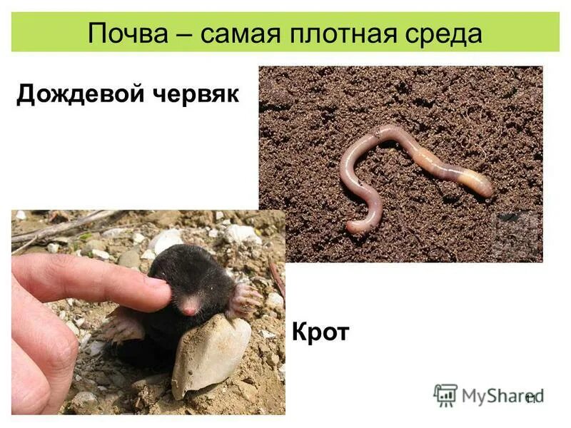 Дождевые черви приспособление к среде обитания. Дождевые черви адаптация к среде обитания. Среда обитания кольчатых червей. Червь среда обитания почвенная. Среди обитание дождевой червь.