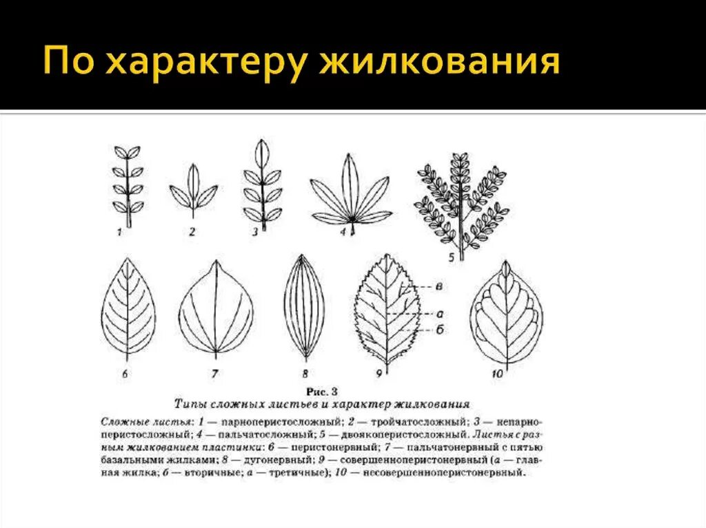 Линейная форма листа. Типы жилкования листовой пластинки листовой. Типы жилкования сложных листьев. Типы жилкования простые сложные листья. Типы листовых пластин и жилкования.