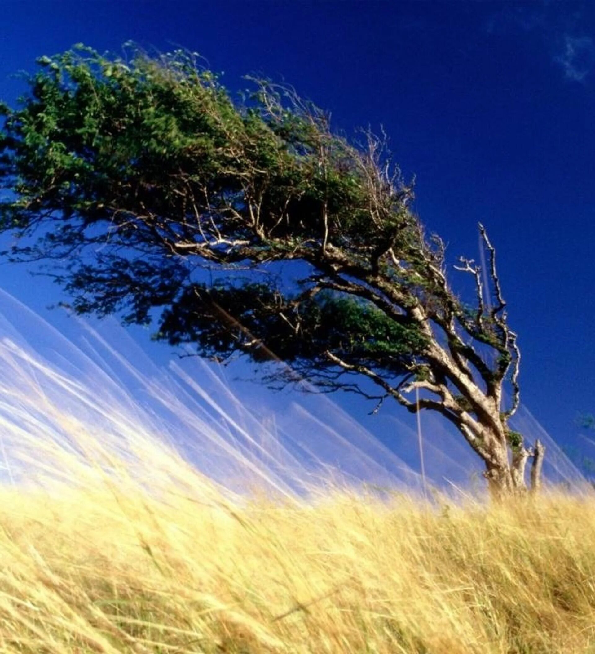 Сильный ветер. Дерево на ветру. Явления природы ветер. Пейзаж с ветром.