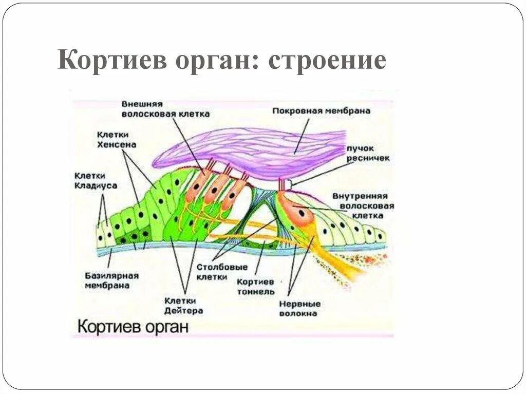 Кортиев орган покровная мембрана. Внутреннее ухо человека, Кортиев орган. Кортиев орган на схеме уха. Схема строения Кортиева органа.