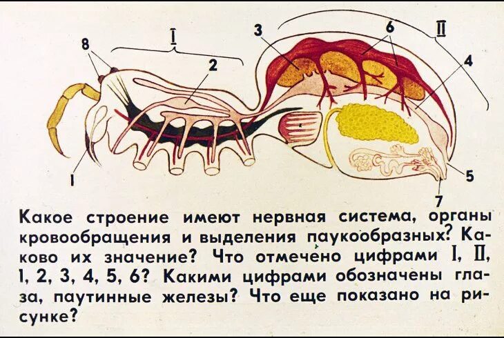 Тест по биологии тип членистоногие класс паукообразные. Внутреннее строение муравья. внутреннее строение паукообразных 7 класс. строение паукообразных нервная система. внутреннее строение паукообразных нервная система.