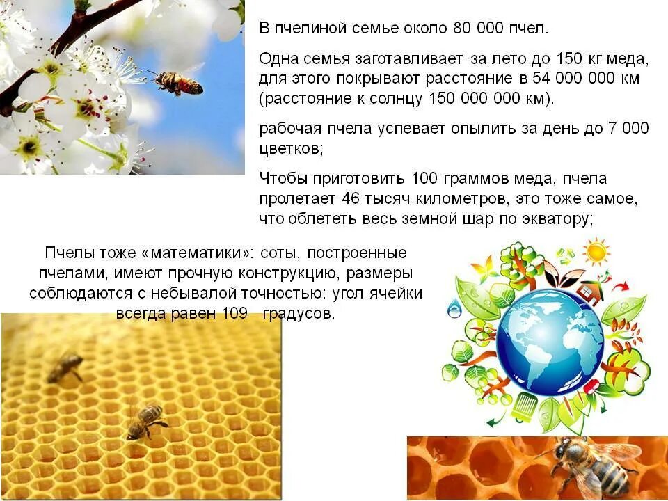 Сколько живет рабочая пчела. Интересные факты о пчеловодстве. Интересное о пчелах. Факты о пчелах. Удивительные факты о пчелах.
