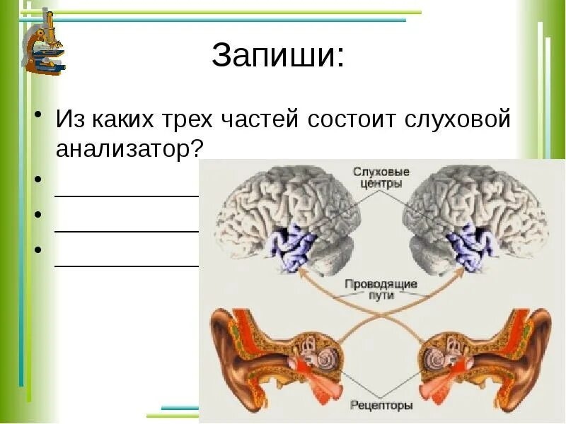 Из чего состоит слуховой анализатор. Из чего состоит слуховой анализатор