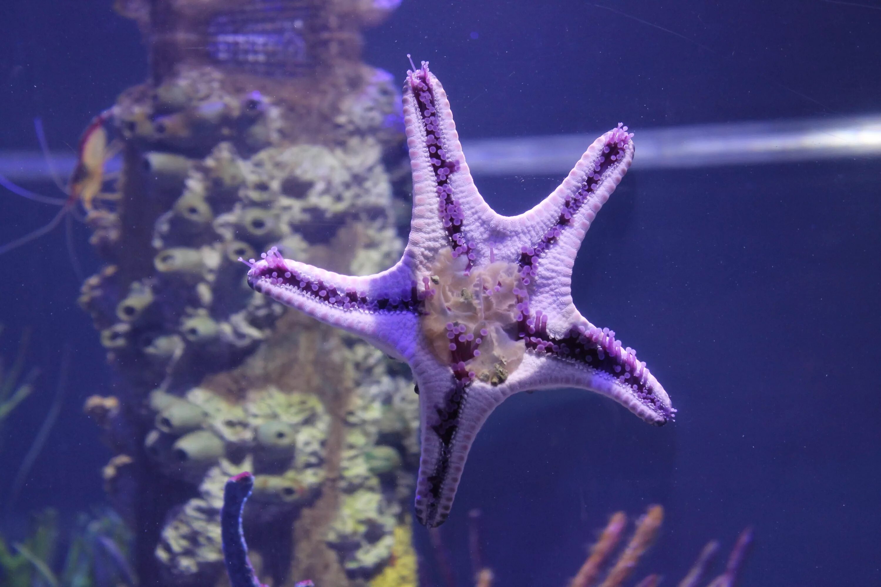 Морская звезда. Беспозвоночные морские животные. Аквариумные морские звезды. Морская звезда в аквариуме.