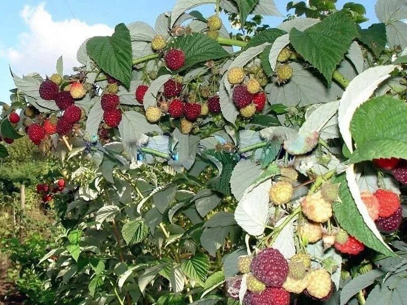 Сорт малины херитейдж фото. Сорт малины Усанка. Малина Херитейдж. Малина ремонтантная Херитейдж. Сорт малины Херитейдж.