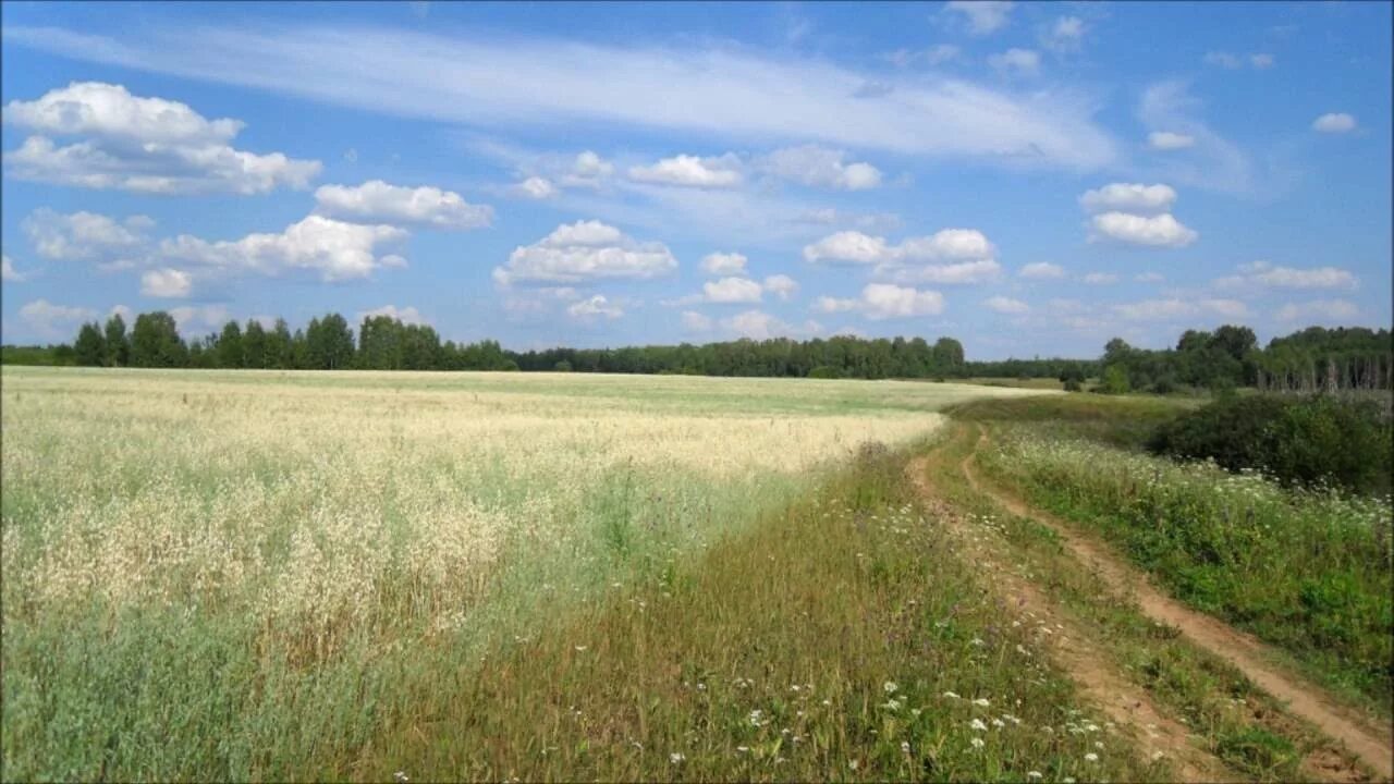 Купить участок большое поле. Полюшко (село). Брянская земля. Поле ассоциаций. Ровные поля Любинского района.