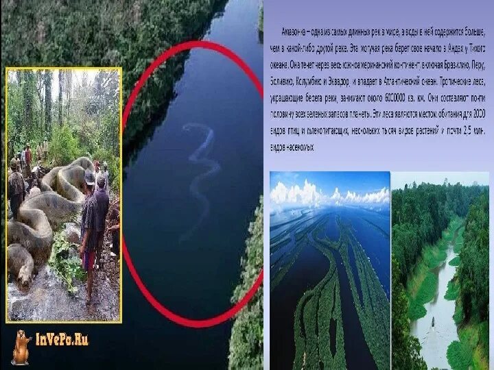 Какое питание у реки амазонка. Амазонка река ширина максимальная. длина реки амазонка. амазонка река глубина. информация о реке амазонка.