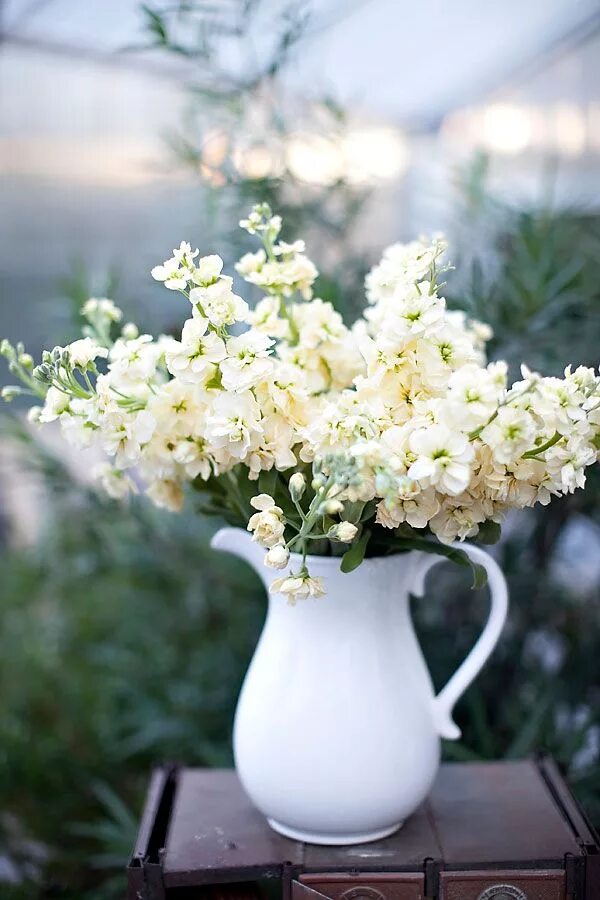 Цветы в кувшине. Нежные весенние цветы. Нежный цветок. Белые цветы. Весенний букет цветов утром