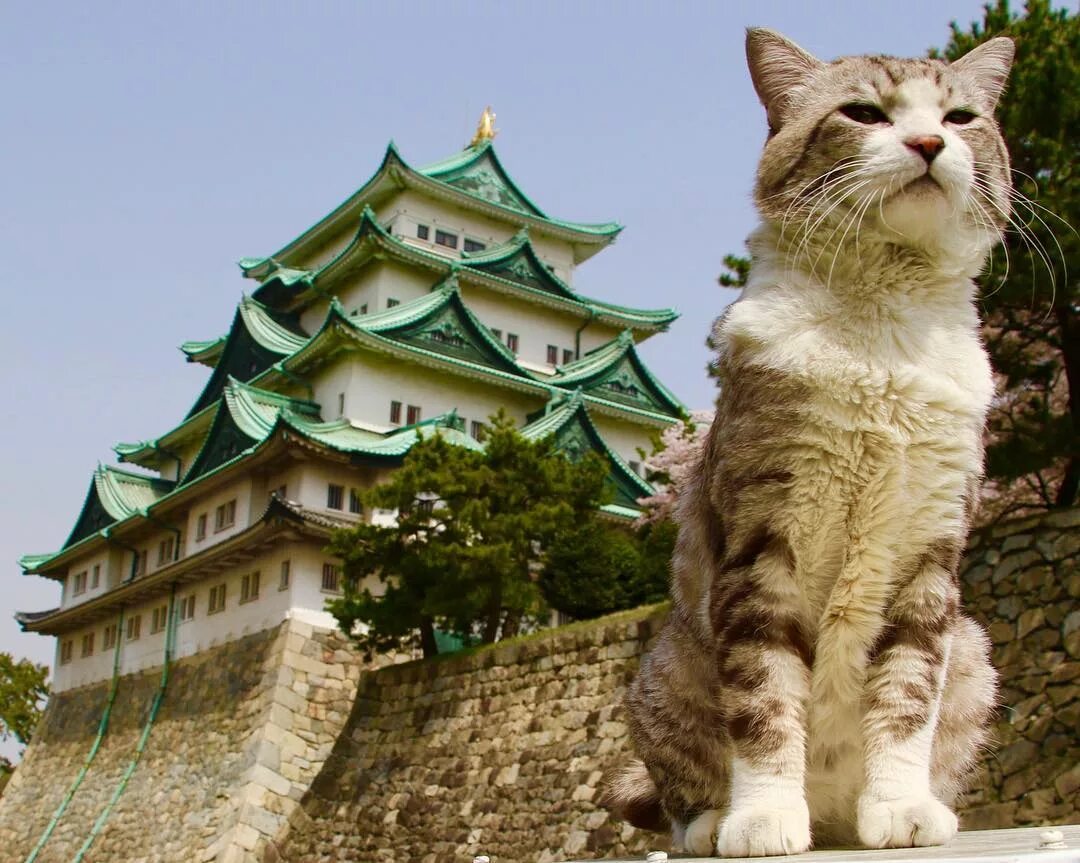 Томбили. Зверофеема мёртвые животные. Кот томбили. Change org котята в китае. Кошки в японии.