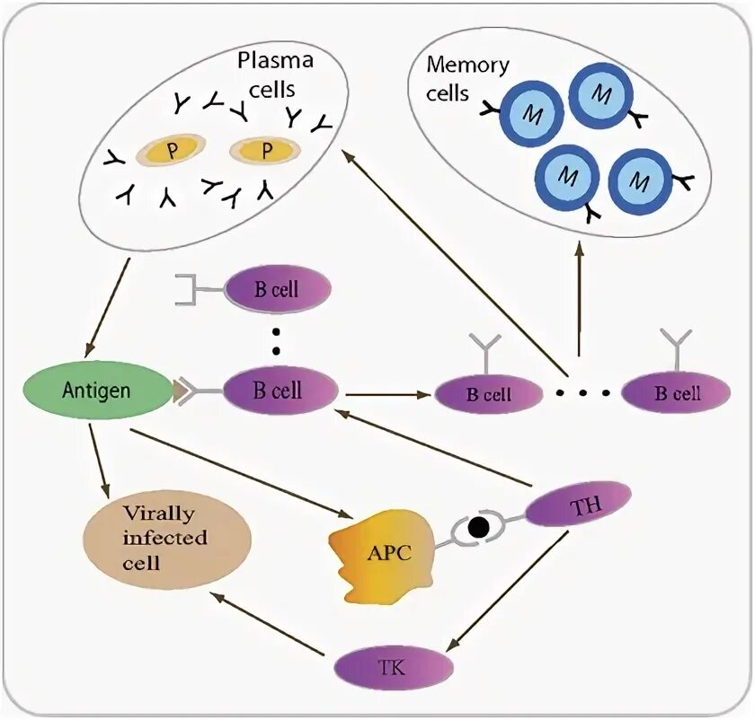 Artificial immune system. Artificial immune systems. plasma cell. artificial immune systems computing system. artificial biological systems.