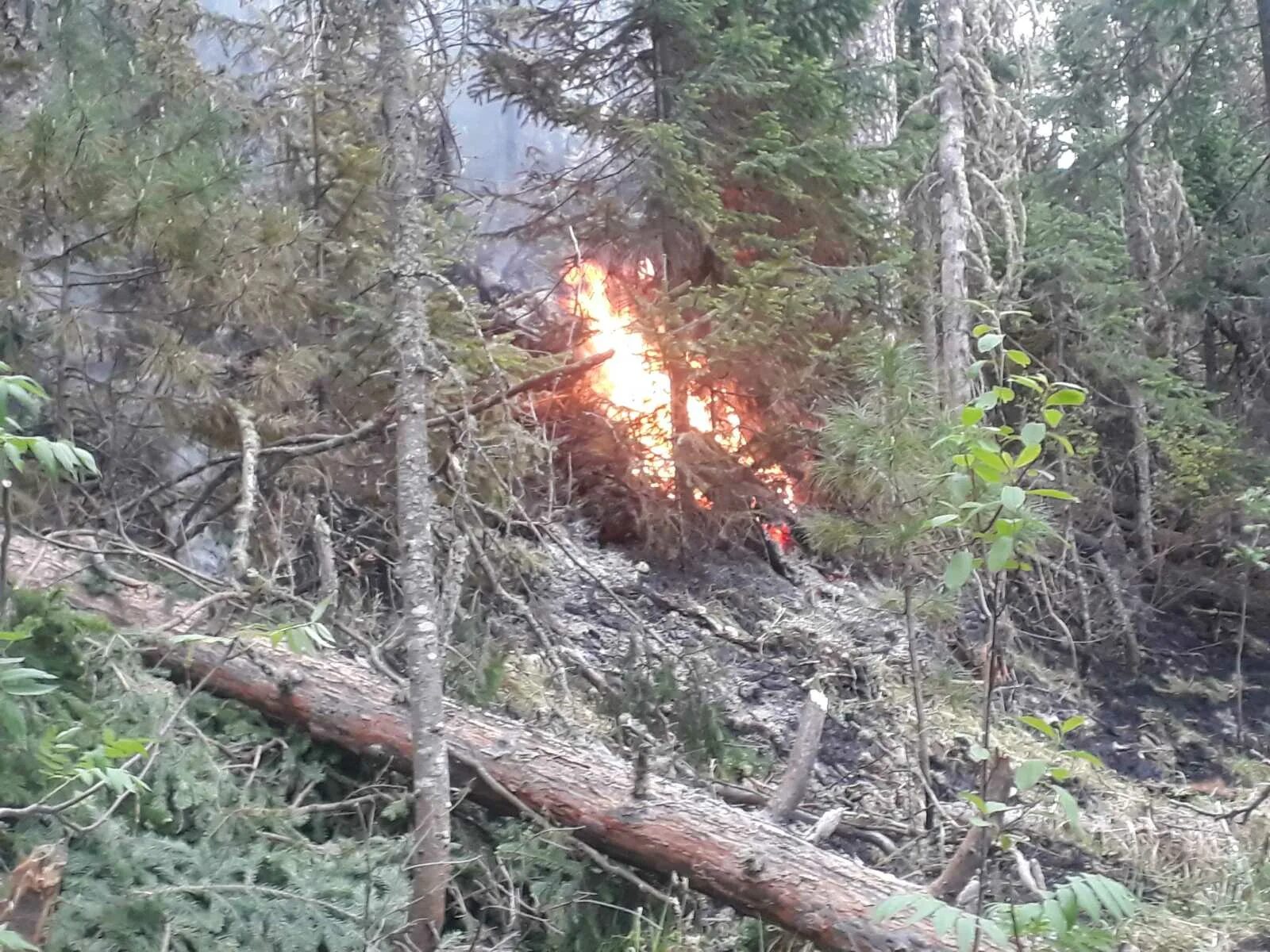 Лесные пожары. Лесные пожары в Сибири. Сибирские леса пожары. Тушат пожар.