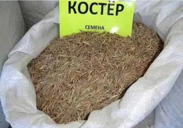 Семена трав кострец. Кострец безостый семена. Костер безостый семена. Семена многолетних трав для сенокоса. Купить семена сена