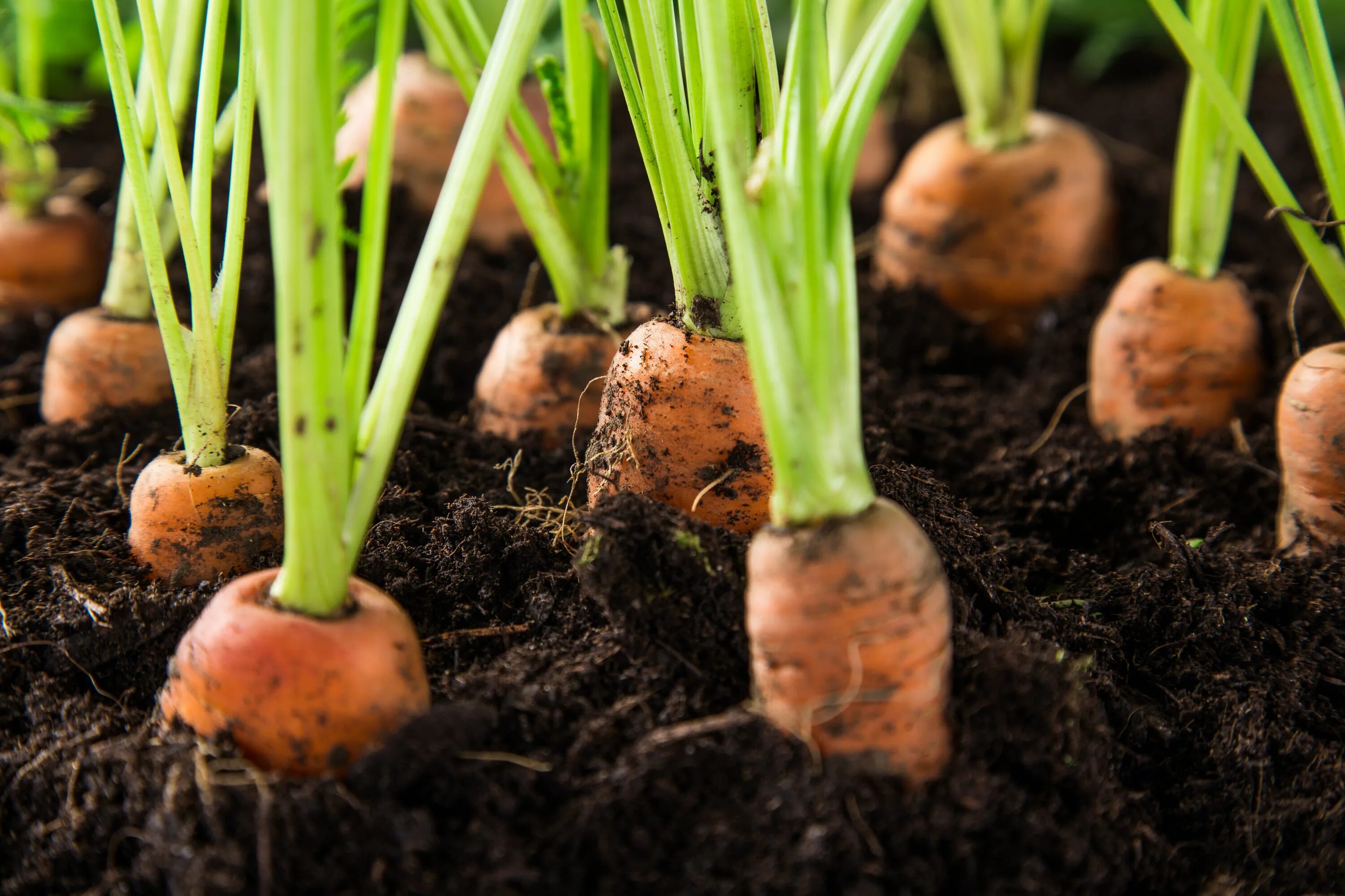Как вырастить хорошую морковь в открытом грунте. Морковь в огороде. Посев морковки. Морковка на грядке. Посадка морковки.