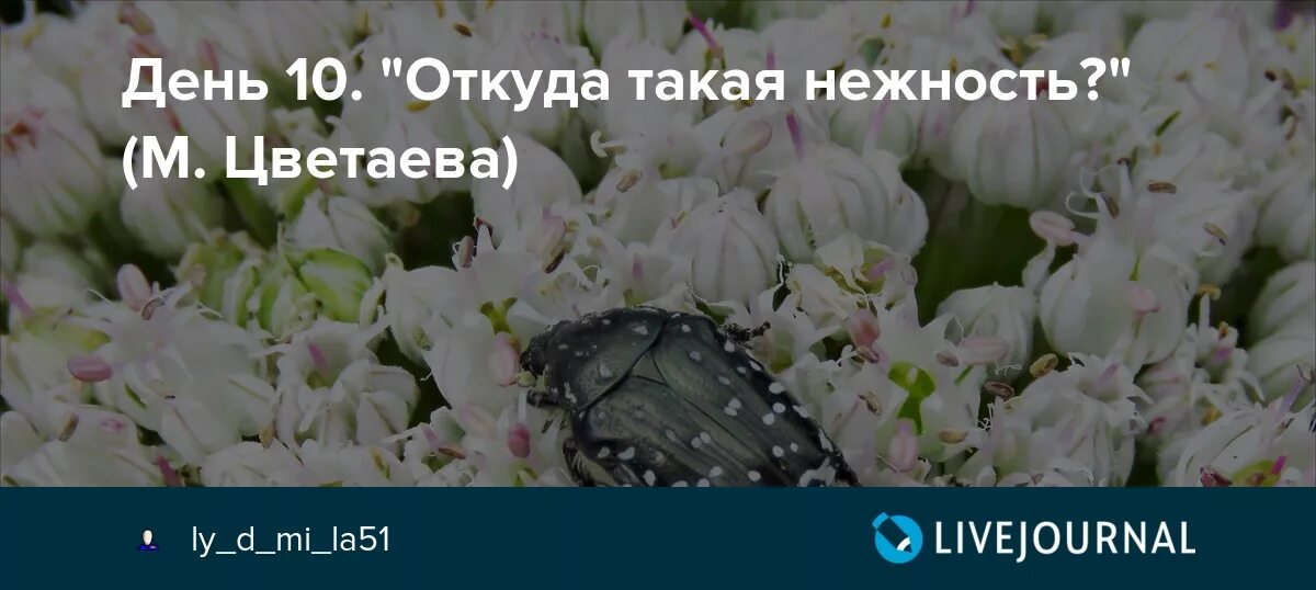 Стихотворение нежность цветаева. Откуда такая нежность. Откуда такая нежность Цветаева. Цветаева м. "откуда такая нежность. Нежность Цветаева.