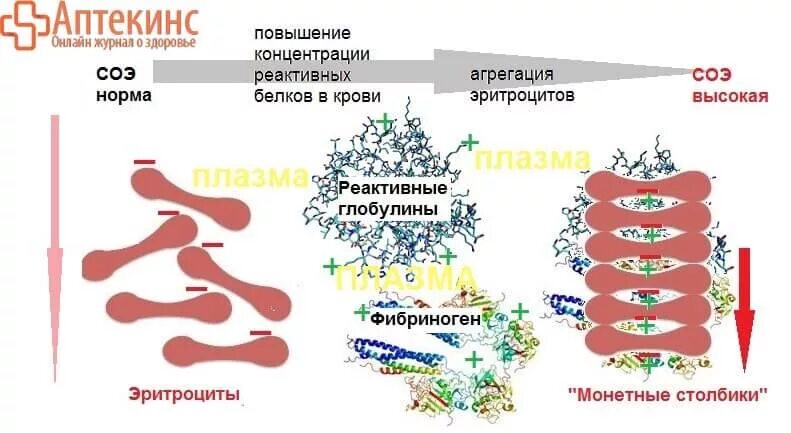 Соэ повышен белок в норме. Внутрикапиллярная агрегация эритроцитов это. Агрегация эритроцитов причины. Феномен агрегации эритроцитов. Механизм увеличения СОЭ.