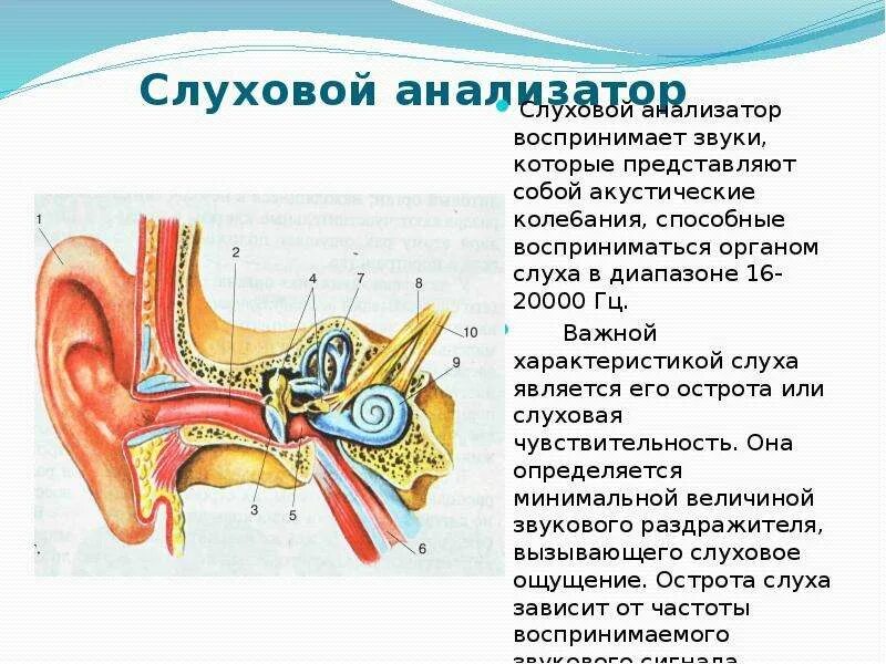 Из чего состоит слуховой анализатор. Слуховой анализатор человека воспринимает звуки в диапазоне:. цепочка слухового анализатора. строение слухового анализатора. анализатор слуха.