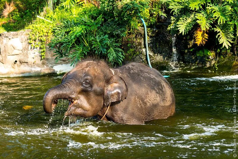 Слон пьющий воду. Слон купается. Слоненок купается. Слоны купаются. Слоник купается.