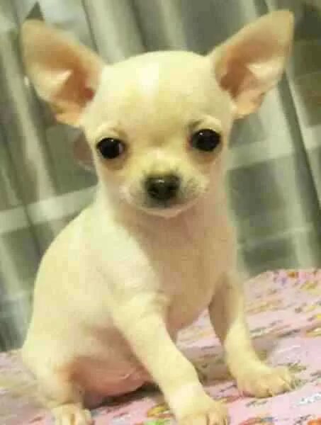 чихуахуа мини. мини чихуа в кемерово. щенки чихуа окрас черно подпалый. чихуахуа кемерово. чихуахуа тигрового окраса гладкошерстная.