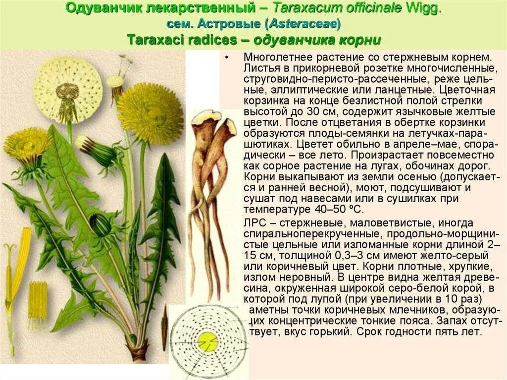 Одуванчик лекарственный форма. Одуванчик лекарственный – Taraxacum officinale. Одуванчик лекарственный корень свойства лечебные. Taráxacum officinále - одуванчик обыкновенный[. Корни одуванчика лекарственного - Radices Taraxaci officinalis.