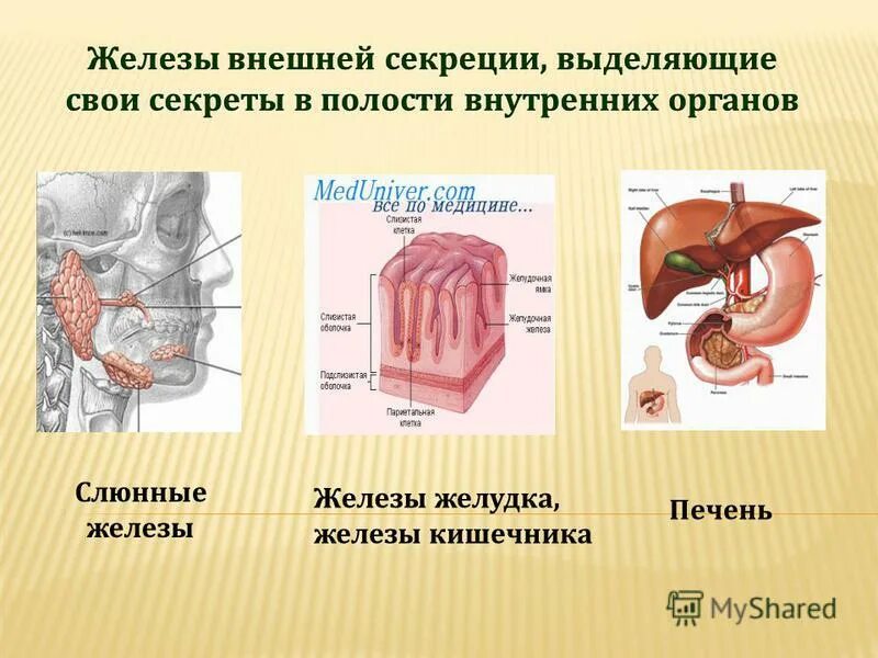 Железы внешней секреции выделяют секрет. Железы внутренней и внешней секреции печень. Роль поджелудочной железы. Железы внутренней секреции вырабатывают секрет. Печень тип железы секреции.