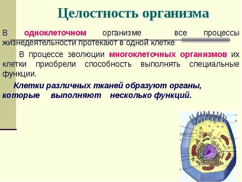 Клетка: процессы жизнедеятельности клетки. Клетки многоклеточного организма.