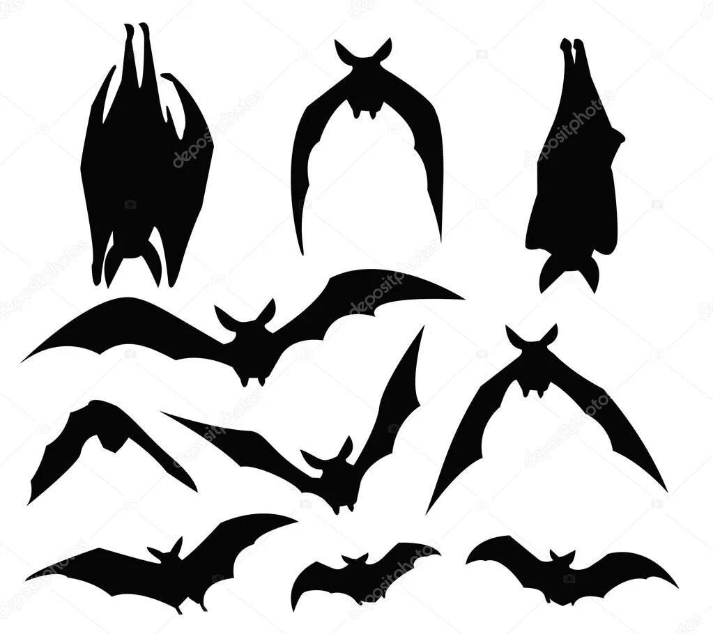There are various myths surrounding bats those