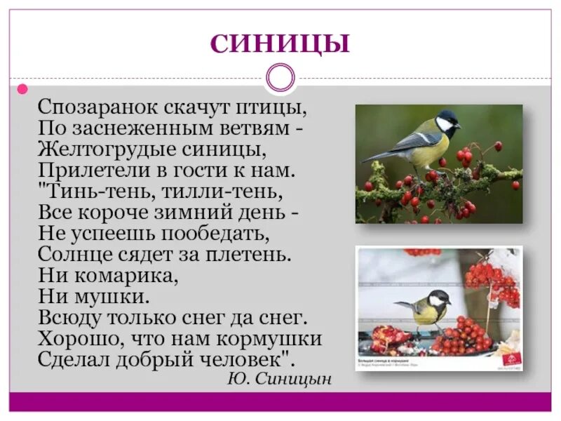 Как заботиться о птицах. Забота о птицах. Сообщение о синице. Забота человека о птицах. Стихотворение про синичку.