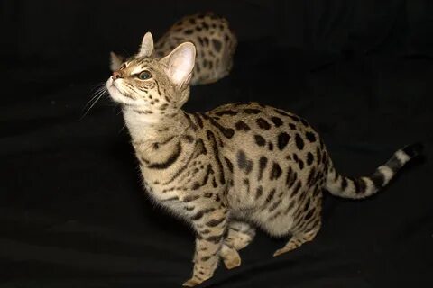 Кошка самой редкой породы