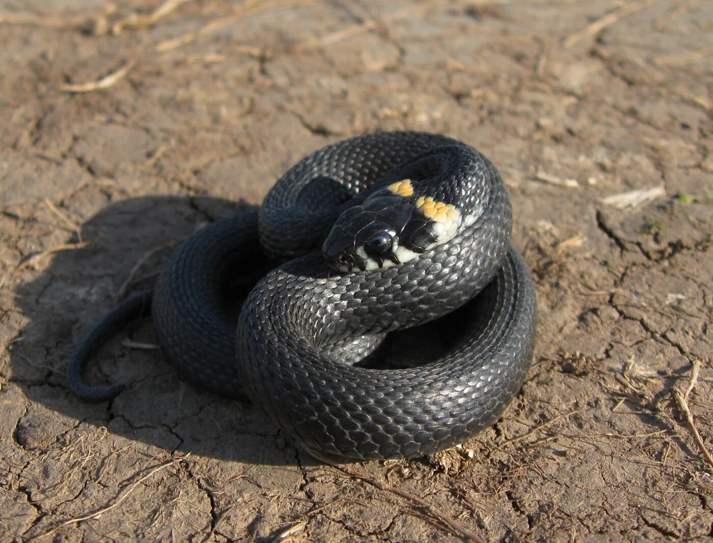 обыкновенный уж (natrix natrix l. обыкновенный уж natrix natrix. гадюка сибирская ядовитая. уж обыкновенный хмао. черная болотная гадюка.