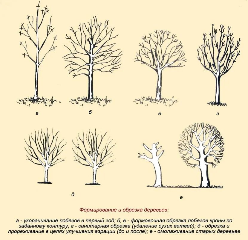 Формирование плодовых. Формировка кроны яблони. Обрезание деревьев весной плодовых деревьев. Обрезка плодовых деревьев 3х леток. Схема обрезки садовых деревьев.