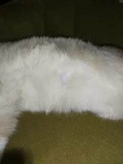 Кошачий пуп