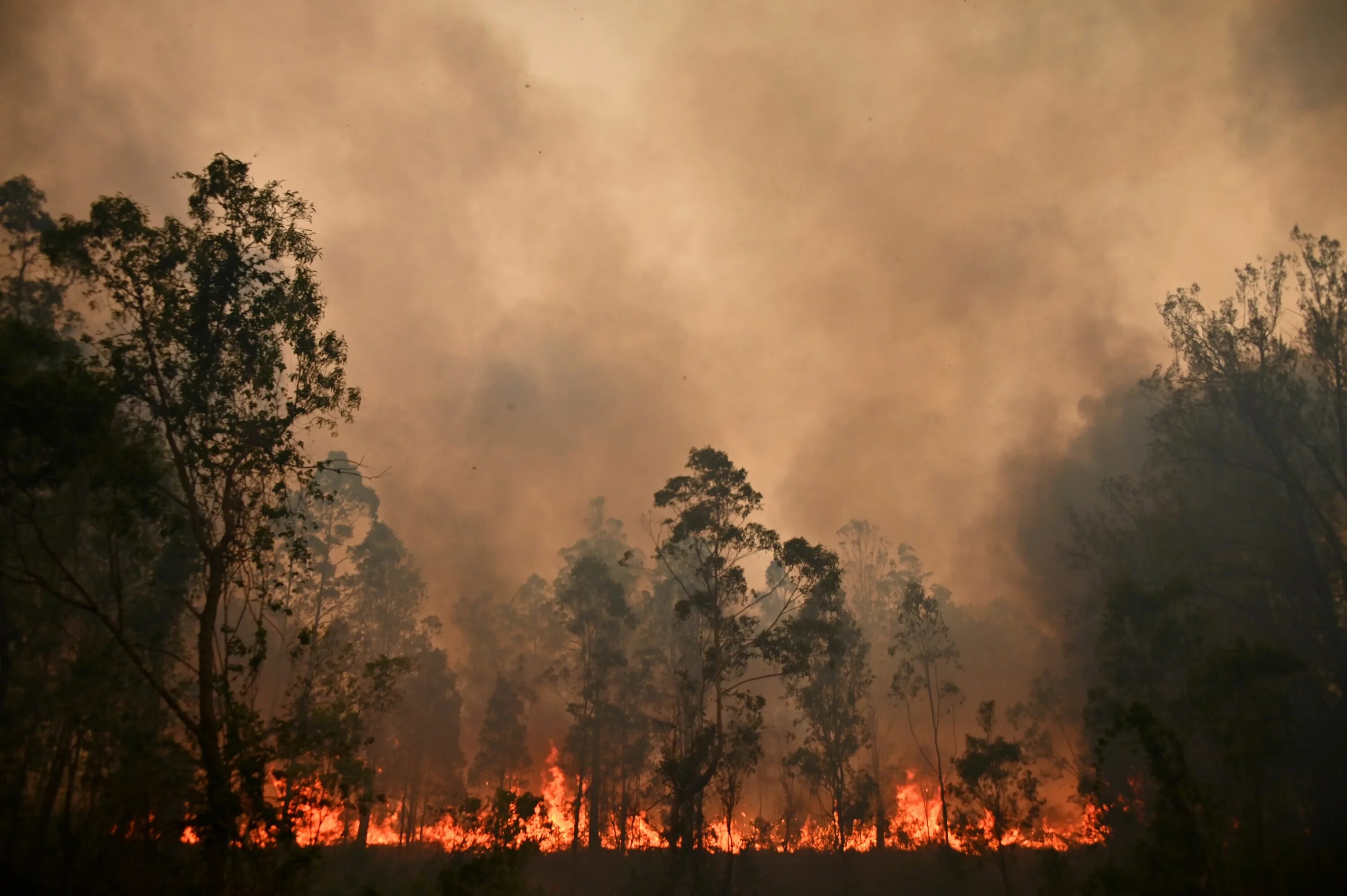 Nature disasters. Лесные пожары в Австралии 2019-2020. Пожары в Австралии 2019. Природные катаклизмы. Природные явления пожар.