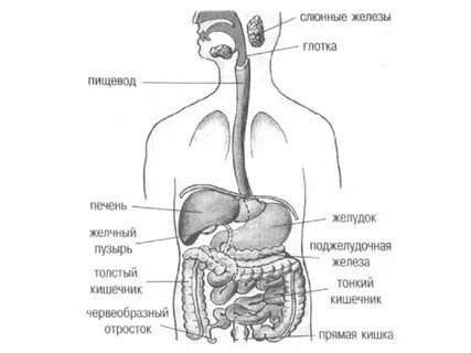 Общий план строения пищеварительной системы
